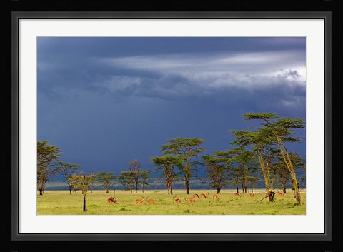 Framed Herd of male Impala, Lake Nakuru, Lake Nakuru National Park, Kenya Print