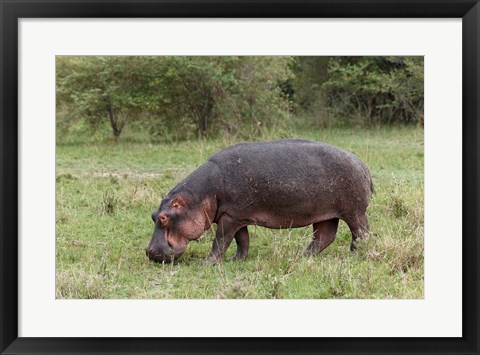 Framed Hippopotamus near riverside, Maasai Mara, Kenya Print