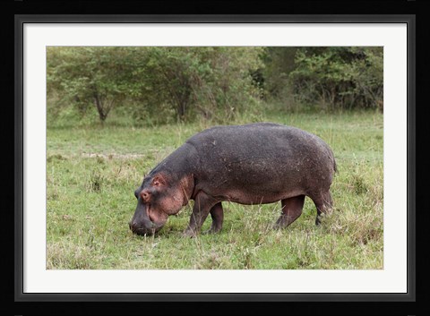 Framed Hippopotamus near riverside, Maasai Mara, Kenya Print