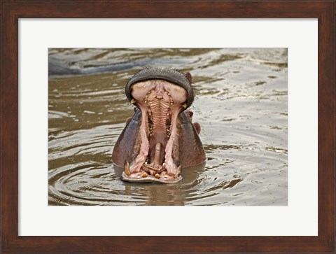 Framed Hippopotamus threat, Mara River, Maasai Mara, Kenya Print