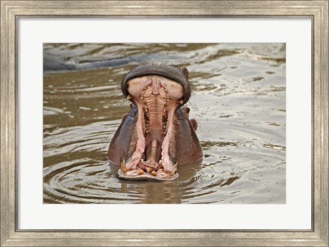 Framed Hippopotamus threat, Mara River, Maasai Mara, Kenya Print