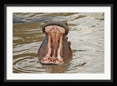 Framed Hippopotamus threat, Mara River, Maasai Mara, Kenya Print