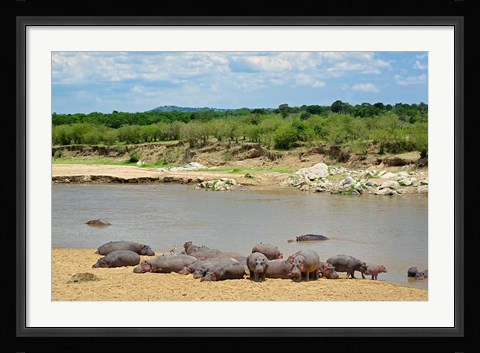 Framed Hippopotamus, Mara River, Serengeti NP, Tanzania Print