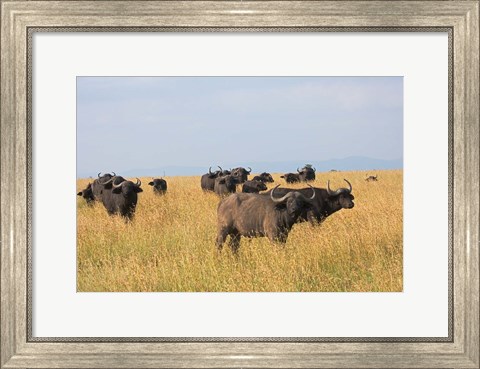 Framed African Buffalo (Syncerus caffer), Mount Kenya National Park, Kenya Print