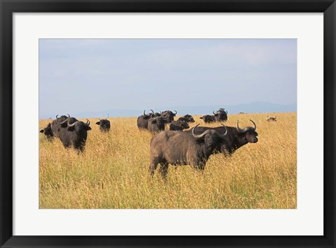 Framed African Buffalo (Syncerus caffer), Mount Kenya National Park, Kenya Print