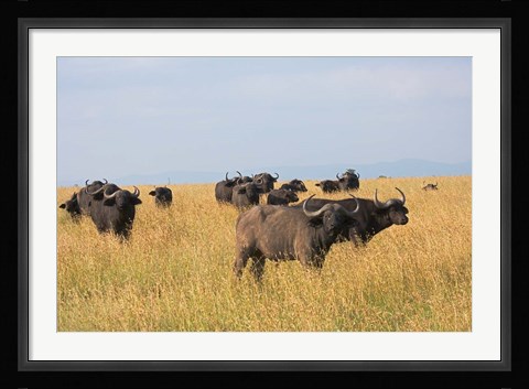 Framed African Buffalo (Syncerus caffer), Mount Kenya National Park, Kenya Print
