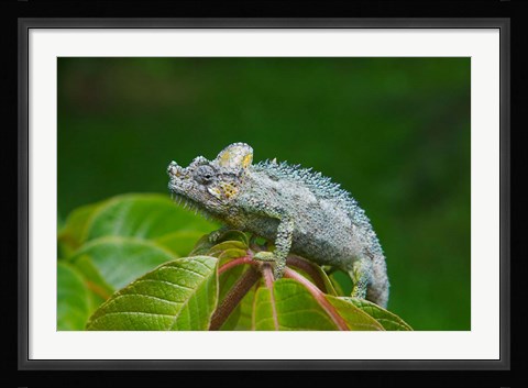 Framed Chameleon on leaves, Nakuru, Kenya Print