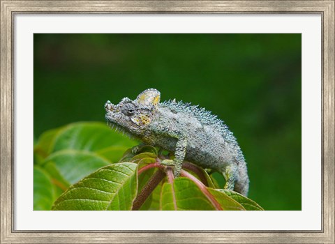 Framed Chameleon on leaves, Nakuru, Kenya Print
