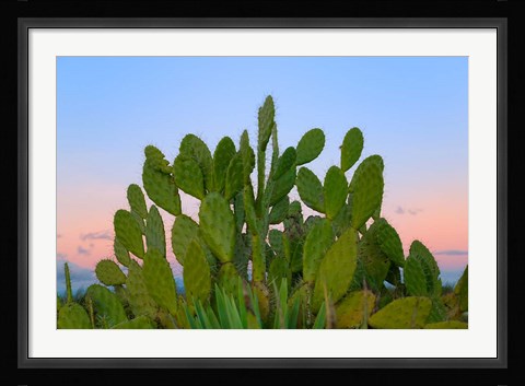 Framed Dry Forest, Berenty National park, Toliara, Madagascar Print