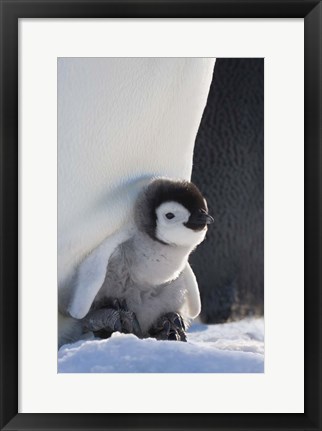 Framed Baby Emperor Penguin, Snow Hill Island, Antarctica Print