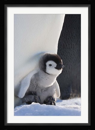 Framed Baby Emperor Penguin, Snow Hill Island, Antarctica Print