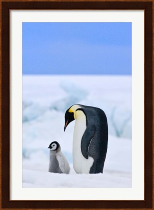 Framed Parent and chick Emperor Penguin, Snow Hill Island, Antarctica Print