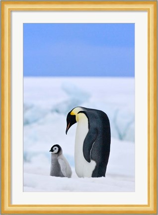 Framed Parent and chick Emperor Penguin, Snow Hill Island, Antarctica Print