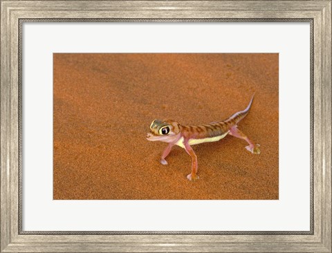 Framed Desert Gecko, Namib Desert, Namibia Print