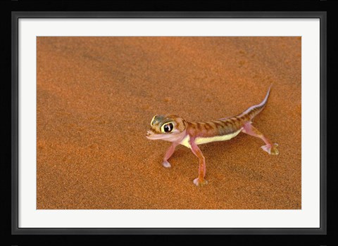 Framed Desert Gecko, Namib Desert, Namibia Print