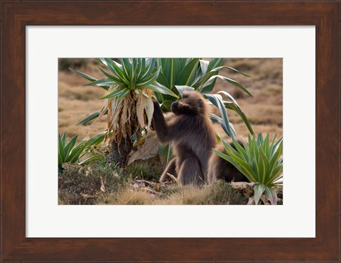 Framed Gelada Baboons With Giant Lobelia, Simen National Park, Northern Ethiopia Print
