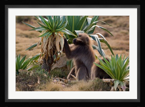 Framed Gelada Baboons With Giant Lobelia, Simen National Park, Northern Ethiopia Print