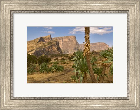 Framed Giant Lobelia, Simen National Park, Northern Ethiopia Print