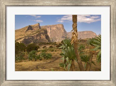 Framed Giant Lobelia, Simen National Park, Northern Ethiopia Print