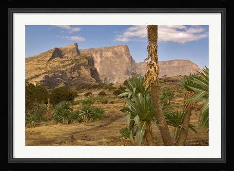 Framed Giant Lobelia, Simen National Park, Northern Ethiopia Print