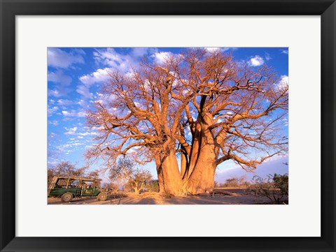 Framed Baobab, Okavango Delta, Botswana Print