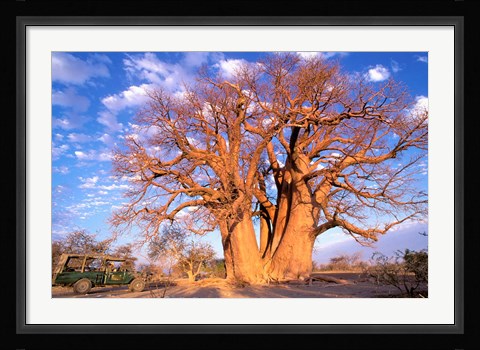 Framed Baobab, Okavango Delta, Botswana Print