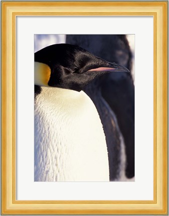 Framed Emperor Penguin, Antarctica Print