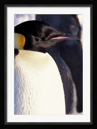 Framed Emperor Penguin, Antarctica Print