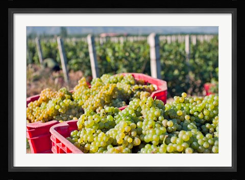 Framed Harvesting Chardonnay grapes in Huailai Rongchen vineyard, Hebei Province, China Print