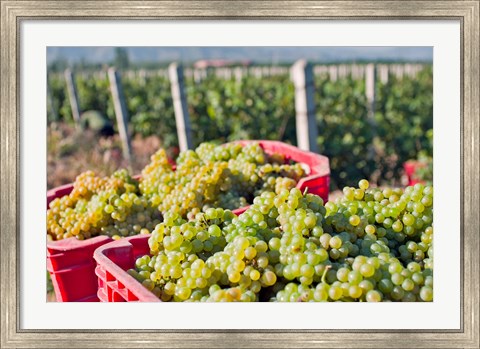 Framed Harvesting Chardonnay grapes in Huailai Rongchen vineyard, Hebei Province, China Print