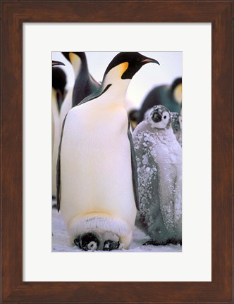 Framed Emperor Penguins, Antarctic Peninsula, Antarctica Print