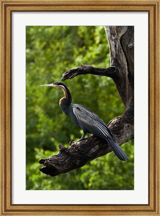 Framed African Darter perched Chobe NP, Kasane, Botswana, Africa Print