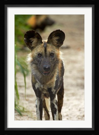Framed African Wild Dog near Hwange NP, Zimbabwe, Africa Print