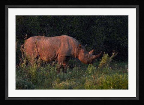 Framed Black rhinoceros Diceros bicornis, Etosha NP, Namibia, Africa. Print