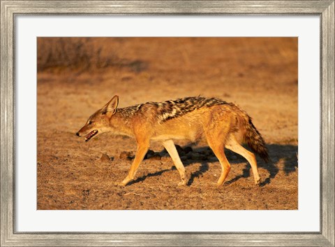 Framed Black-backed jackal, Canis mesomelas, Etosha NP, Namibia, Africa. Print