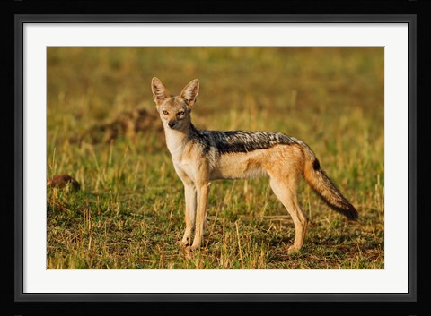 Framed Black-backed Jackal, Maasai Mara Wildlife Reserve, Kenya Print