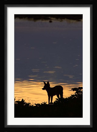 Framed Black-backed jackal, Okaukuejo waterhole, Etosha NP, Namibia, Africa. Print