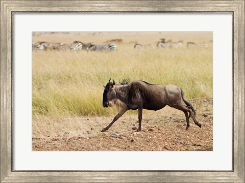 Framed Blue Wildebeest on the run in Maasai Mara Wildlife Reserve, Kenya. Print