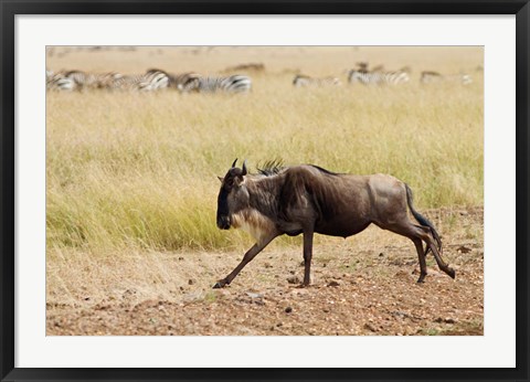 Framed Blue Wildebeest on the run in Maasai Mara Wildlife Reserve, Kenya. Print