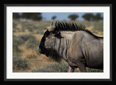 Framed Blue wildebeest, Connochaetes taurinus, Etosha NP, Namibia, Africa. Print