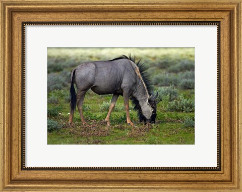 Framed Blue wildebeest, Etosha National Park, Namibia Print