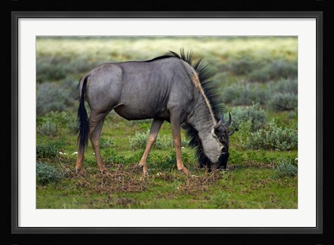 Framed Blue wildebeest, Etosha National Park, Namibia Print