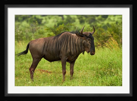 Framed Blue wildebeest, Kruger National Park, South Africa Print