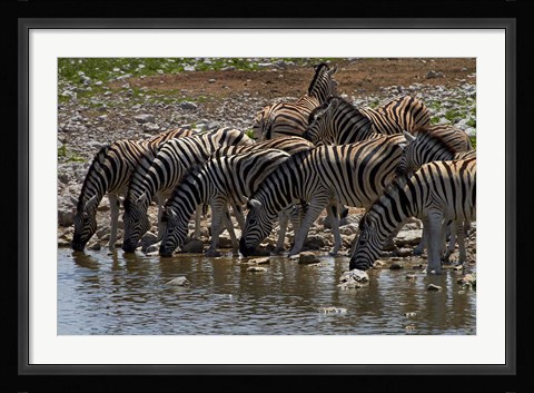 Framed Burchells zebra at Okaukuejo waterhole, Etosha NP, Namibia, Africa. Print