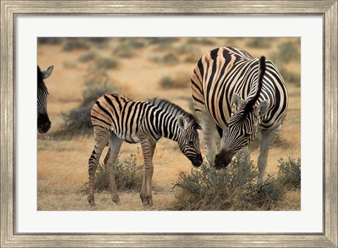 Framed Burchell&#39;s zebra foal and mother, Etosha National Park, Namibia Print