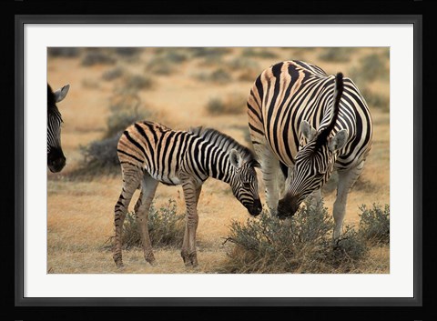 Framed Burchell's zebra foal and mother, Etosha National Park, Namibia Print