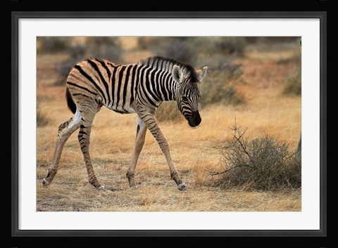 Framed Burchells zebra foal, burchellii, Etosha NP, Namibia, Africa. Print