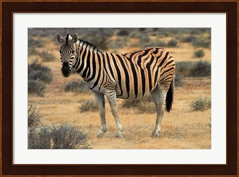 Framed Burchells zebra, burchellii, Etosha NP, Namibia, Africa. Print