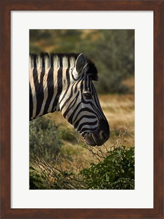 Framed Zebra&#39;s head, Namibia, Africa. Print