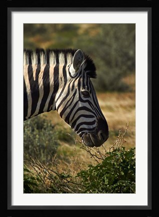 Framed Zebra's head, Namibia, Africa. Print